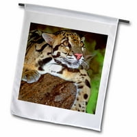 3Droza Kalifornija, Zamućeni Leopard, Wildlife Waystation - US BJA - Galerija Jaynes - Zastava bašte,