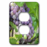 Grožđe na vini, Skaneateles, New York, SAD. Priključak za utičnicu LSP-314957-6