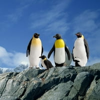 Penguin figurinski miris-manter čvrsti PVC realistični pingvin figura za dom