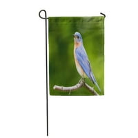 Istočna plava ptica Sialia Sialis mužjak smješten na padu zelene okućnice za zastavu u dekorativnoj