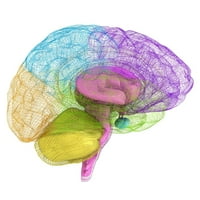Creative Concept ljudsko mozga zida naljepnica Wallmonkeys Ogulja i palica Grafički grafički WM236092