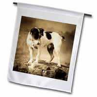3Droza Jack Russell Terrier - Zastava bašte, prema