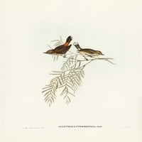 Crveno-rumpirano Acanthiza-Acanthiza Pyrropygia Poster Print - John Gould