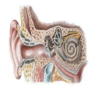 Anatomijski poster za uho Ispis Spencer Sutton Science izvor