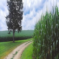 Prljav put prolazi kroz kukuruzno polje, Coles, Philo, Urbana, Champaign County, Illinois, USA Poster