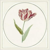 Tulipa V poster Print by Anne Waltz