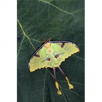Posteranzi DPI1787909Lage Izbor jedinstvenog leptirskog postera Ispis prirodne selekcije Jeff Lepore,
