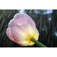 Posterazzi DPI Kiša pada na tulip poster Print, 12