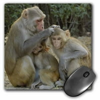 3Droza Rhesus macaque, Nacionalni park Bharatpur, Rajasthan -As Po - Pete Oxford - jastučić za miš,