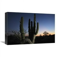 Globalna galerija u. Cardon Cactus na zalasku sunca, El Vizcaino Biosferskom rezervatu, Meksiko Art