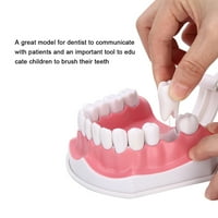 Model zuba Standardni zubi Nastava zuba Model zuba Demonstracijski alat za zube Model za proučavanje