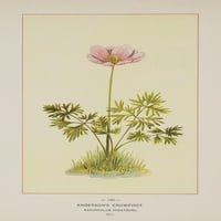 Divlje cvijeće Amerike Anderson's Crowfoot poster ispis nepoznatog