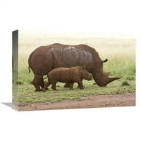 Global Galerija in. Bijela rinoceros Majka i tele, rezervat prirode nosoroga i lavova, Južna Afrika