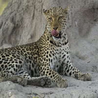 Leopard na termit-govkom lizaći usta, koncesija Linyanti, Ngamiland, Bocwana Poster Print