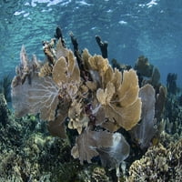 Šareni koraljni greben pun gorgonija, raste duž ivice turneje. Poster Print Ethan Daniels Stocktrek