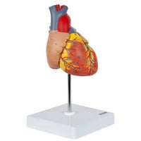 Hetayc Heart Model, dvodijelni luksuzni život ljudskim srcem s anatomskim konstrukcijama, održava se