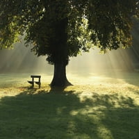Usamljeno drvo u magli i suncu; Cahir, County Tipperary, Irska Poster Print