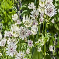 Ružičasta, zelena i bijela atrantijska cvijeća u cvjetu; Engleska Karol McKay Design Slike