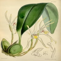 Časopis Curtisa uski sepaled Maxillaria Poster Print W. Fitch