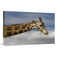 u. Rothschild Giraffe, matični od Afrike Art Print - San Diego Zoo