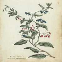 Bittersweet, Solanum Dulcamara Poster Ispis ® Florilegije Mary Evans
