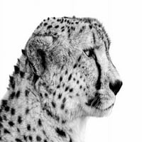 Crno-bijeli portret izbliza pucanja na gepardu; Tanzanija Poster Print Nick Dale 33294263
