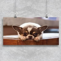 Predivan Chihuahua pas pas -image by shutterstock