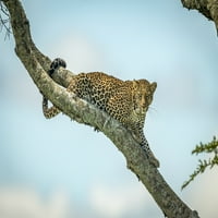 Leopard leži na dijagonalnoj grani koja gleda dolje Dolje, Kleinski kamp, ​​Nacionalni park Serengeti;
