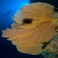 Diver izgleda na velikim obožavateljima gorgonskih morskih morskih, Salomonski otoci Print