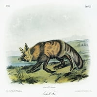 Audubon: lisica. Nwestern, ili dugotrajan, crveni fo. Litografija, C1854, nakon slike