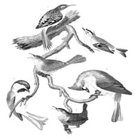 Američka ornitologija. N1. Smeđi Creeper 2. Zlatni koreniran Wren 3. Kuća Wren 4. Crno-capt titbouse