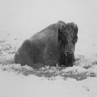 Bison natkriveni bizon u blizini Roaring Mountain, Yellowstone Nacionalni park Poster Print - Jacob