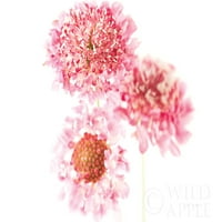 Pink scabioi trio poster Print by Elise Catterall 58082