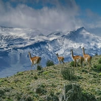 Guanacos ispašu pozadina snježne planine Torres del Paine Nacionalni park-Čile-Patagonia od Howie Garber