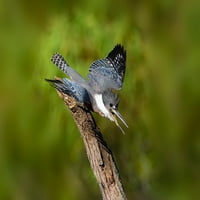 Zvuk Kingfisher-Megaceryle Torquata-Male Poster Print - Larry Ditto