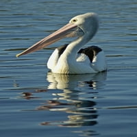 Australija, Pelican Plivanje na mirnom, reflektirajućoj plake za vodu