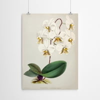 AmericanFlat Fitch Orchid Phalaenopsis Stuartiana Nobilis by New York Botanički vrt Art Art Print