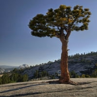 Yosemite samotno drvo raste iz stijena Dennis Flaherty