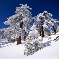 Rime Led i svježi prah na Ponderosa Pines, Los Poster National Forest, Kalifornija, Sjedinjene Američke