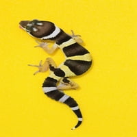 Baby Leopard Gecko na žutom posteru Ispis