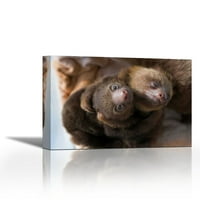 Hoffmanns dvotorošne siročene bebe, Svetište Aviarios Sloth, Kostarika - Savremena likovna umjetnost