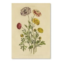 Americanflat Herbal Botani XXII V by Wild Apple portfelj postert umjetnosti Ispis