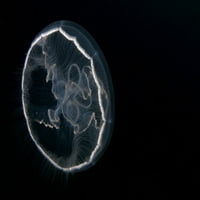 Mjesec meduze koja se odvaja u poluotoku Jukatan, Meksiko. Poster Print VwPics Stocktrek Images