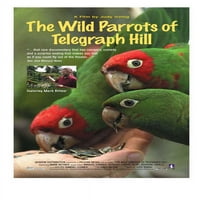 Divlje papagalice Telegraph Hill - Movie Poster
