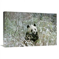 IN. Giant Panda jede bambus, dolina Wolong, Himalaya, Kina Art Print - Konrad wothe